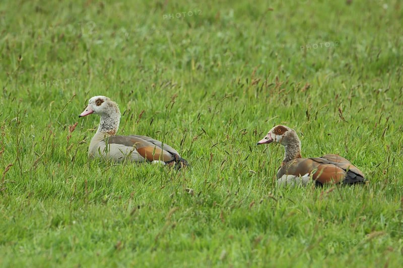 Male and female Egyptian goose (Alopochen aegyptiacus) lying in grass meadow, relaxing, two, couple, De Petten, Mokbaai, Nationaal Park Duinen, Texel, Noord-Holland, Holland, Netherlands