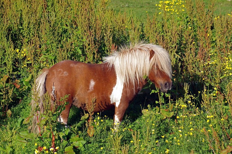 A small brown pony stands amidst tall grass and flowering plants in a field, Scalloway, Mainland, Shetland Islands, Scotland, United Kingdom, Europe