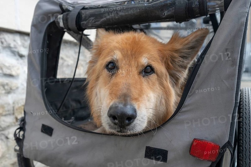 Spanish herding dog, a Pastor Garafiano, looks out of a bicycle trailer, Lower Franconia, Bavaria, Germany, Europe