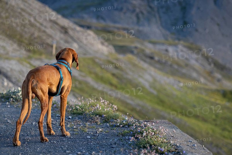 Vizsla male dog in the mountains, Strelapass, Graubünden, Switzerland, Europe