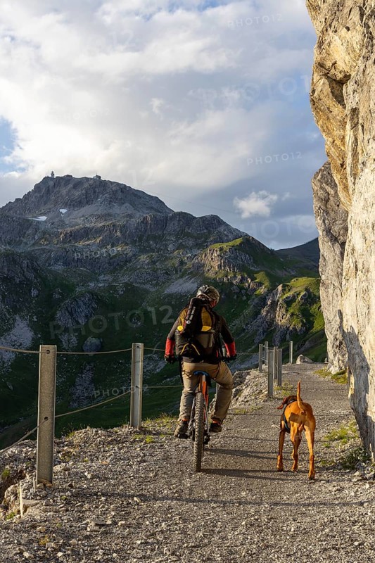 Mountain biker with traildog, man with his Vizsla on a path in the mountains, Davos, Graubünden, Switzerland, Europe