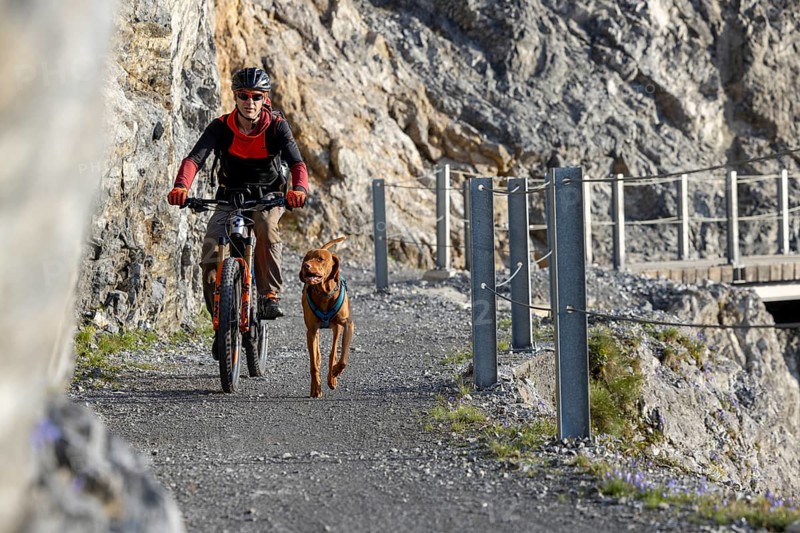 Mountain biker with traildog, man with his Vizsla on a rough, rocky, secured path in the mountains, Davos, Graubünden, Switzerland, Europe