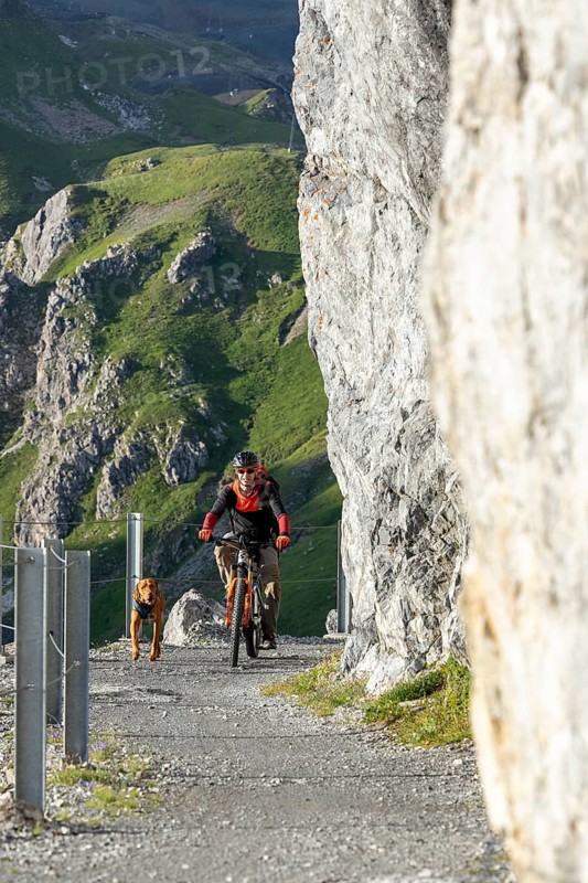 Mountain biker with traildog, man with his Vizsla on a path in the mountains, Davos, Graubünden, Switzerland, Europe
