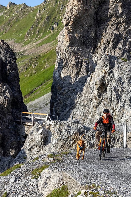 Mountain biker with traildog, man with his Vizsla on a path in the mountains, Davos, Graubünden, Switzerland, Europe