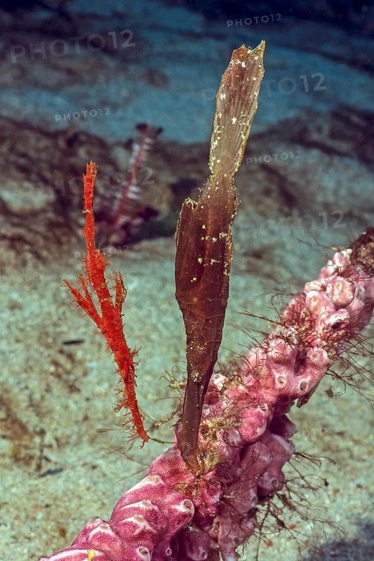 Left red coarse-snouted ghostfish (Solenostomus paegnius) Right Robust ghost pipefish (Solenostomus cyanopterus) Seagrass ghostfish Ghost pipefish, Pacific, Indo-Pacific, Yap Island, Yap State, Caroline Islands, FSM, Federated States of Micronesia, Australia, Oceania
