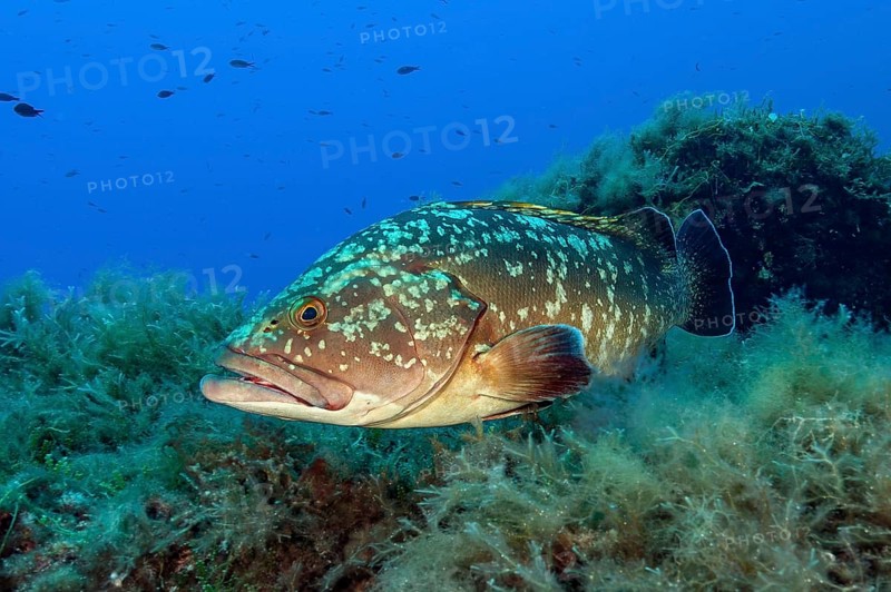 Dusky Grouper (Epinephelus marginatus), Mediterranean Sea, Majorca, Balearic Islands Balearic Islands, Spain, Europe