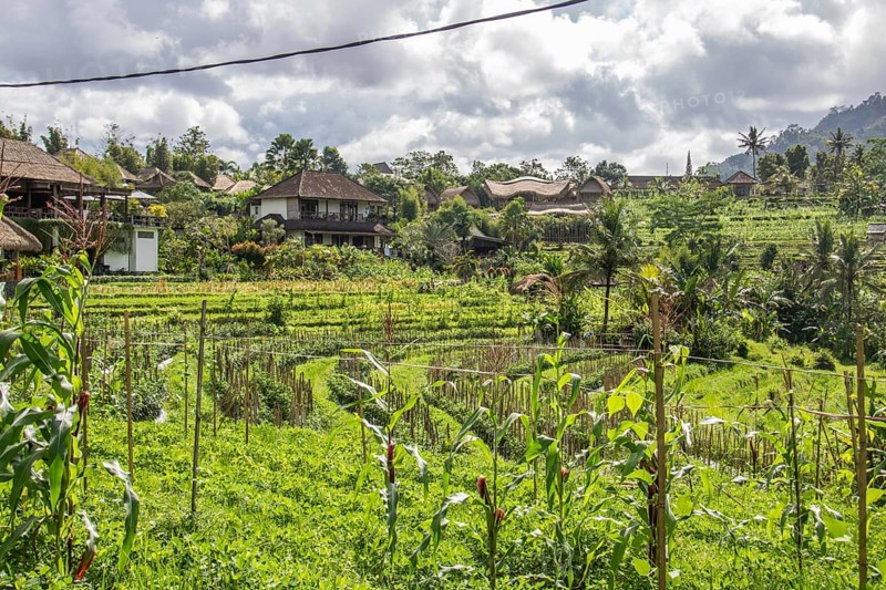 Beautiful tropical landscape. Rice fields, jungle and lots of nature on an island. Rice cultivation and rice terraces with nature. sidemen, Bali, Indonesia, Asia
