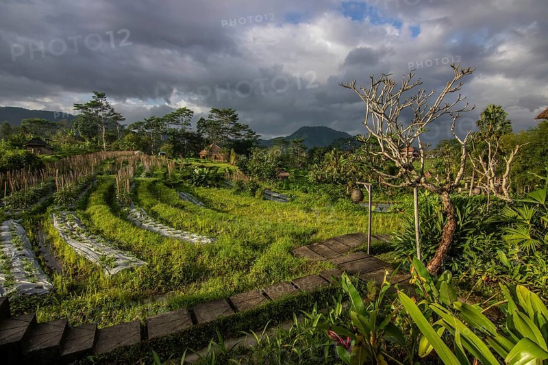 Beautiful tropical landscape. Rice fields, jungle and lots of nature on an island. Rice cultivation and rice terraces with nature. sidemen, Bali, Indonesia, Asia