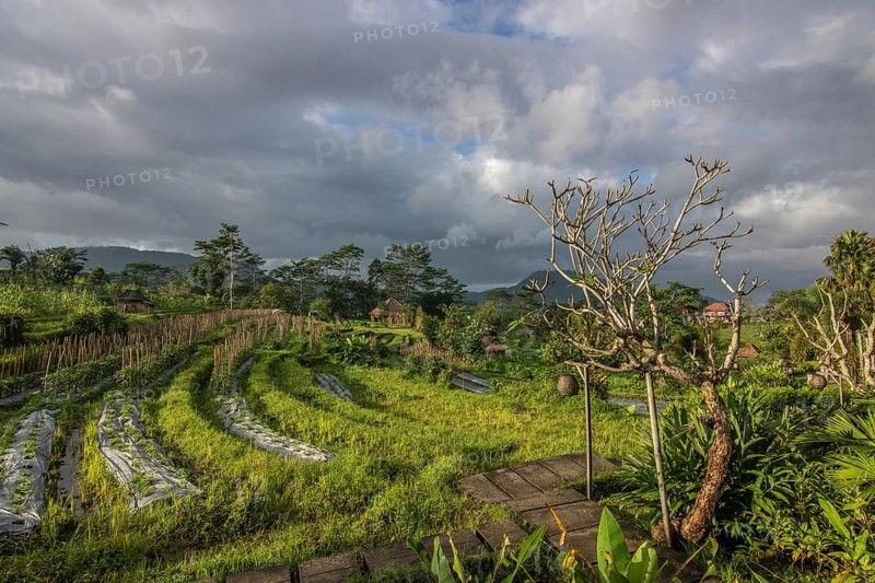 Beautiful tropical landscape. Rice fields, jungle and lots of nature on an island. Rice cultivation and rice terraces with nature. sidemen, Bali, Indonesia, Asia