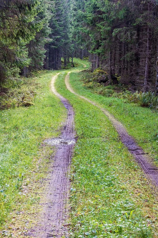 Winding dirt road in a spruce forest with water puddles and tire tracks in the mud at summer