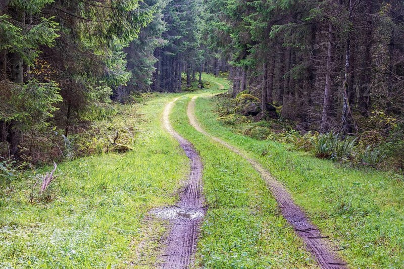 Winding dirt road in a spruce forest with water puddles and tire tracks in the mud at summer
