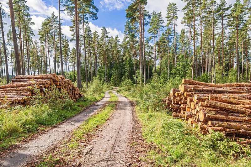 Timber piles by a logging road in a pine forest a sunny summer day