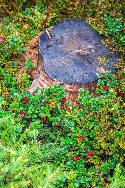 Red ripe lingonberries growing by a tree stump in a forest