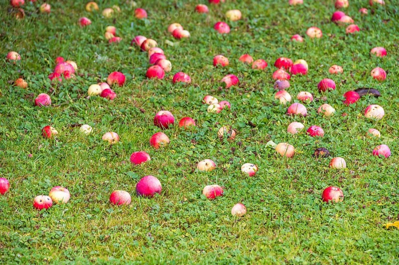 Fallen apples on the lawn in a garden