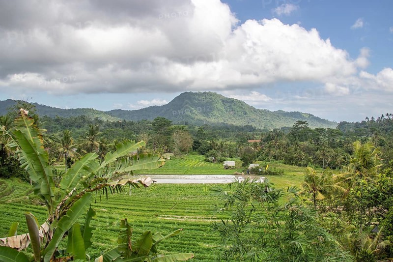 Beautiful tropical landscape. Rice fields, jungle and lots of nature on an island. Rice cultivation and rice terraces with nature. sidemen, Bali, Indonesia, Asia