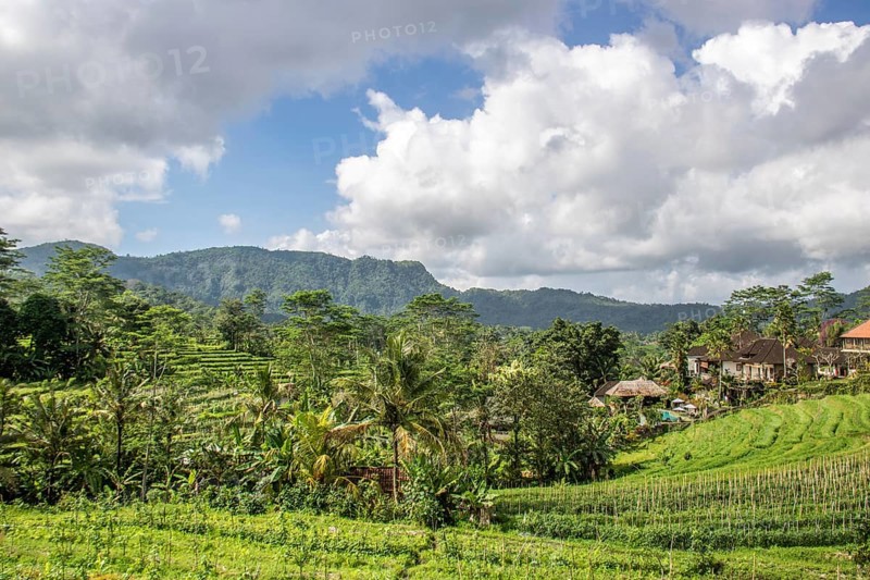 Beautiful tropical landscape. Rice fields, jungle and lots of nature on an island. Rice cultivation and rice terraces with nature. sidemen, Bali, Indonesia, Asia