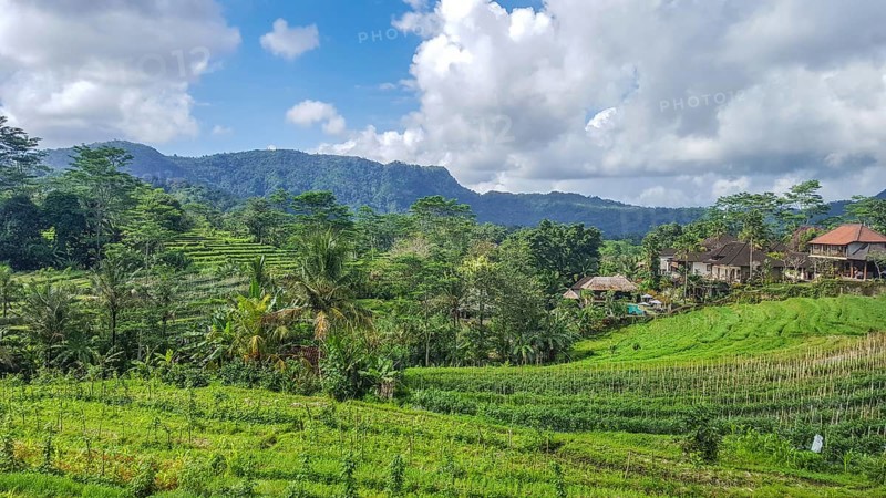 Beautiful tropical landscape. Rice fields, jungle and lots of nature on an island. Rice cultivation and rice terraces with nature. sidemen, Bali, Indonesia, Asia