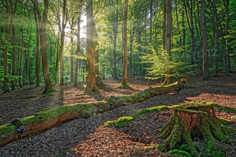 Light mood with sunbeams in the forest near Todenmann Rinteln Germany
