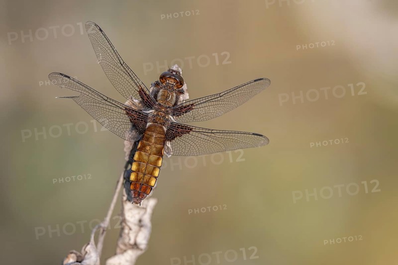 Broad-bodied Chaser (Libellula depressa) female sitting on a branch at the edge of a moor. Bas Rhin, Alsace, France, Europe