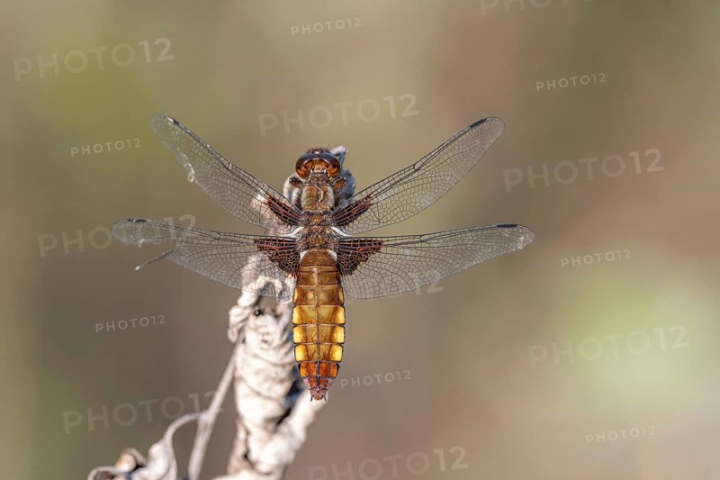 Broad-bodied Chaser (Libellula depressa) female sitting on a branch at the edge of a moor. Bas Rhin, Alsace, France, Europe