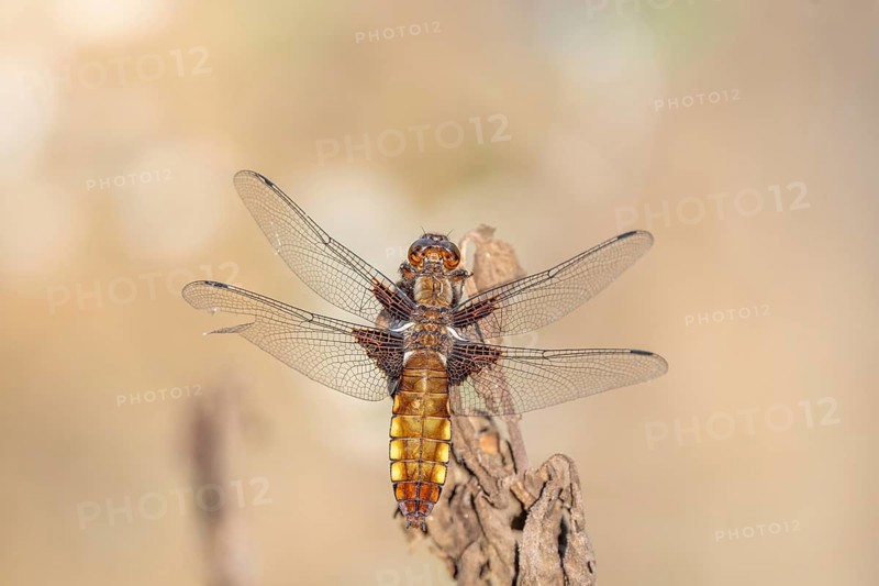 Broad-bodied Chaser (Libellula depressa) female sitting on a branch at the edge of a moor. Bas Rhin, Alsace, France, Europe