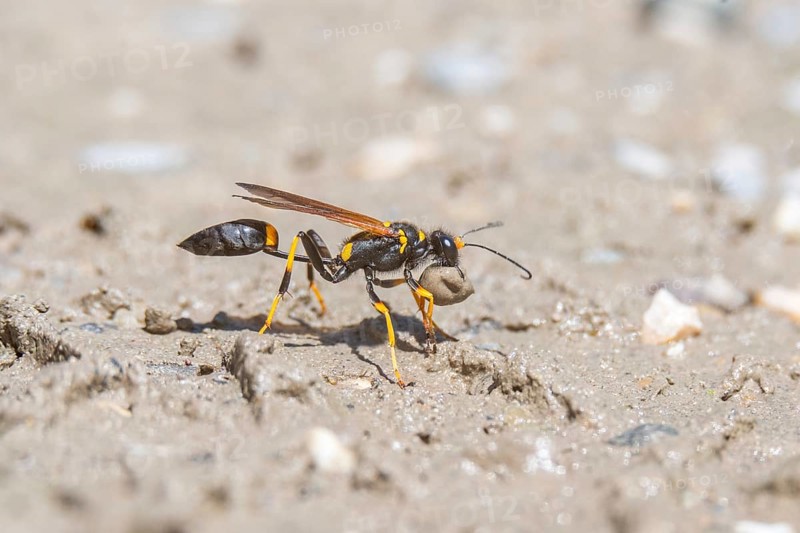 Black and yellow mud dauber (Sceliphron caementarium) looking for mud to build the nest. Bas rhin, Alsace, grand est, France, Europe
