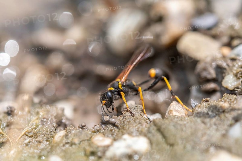 Black and yellow mud dauber (Sceliphron caementarium) looking for mud to build the nest. Bas rhin, Alsace, grand est, France, Europe