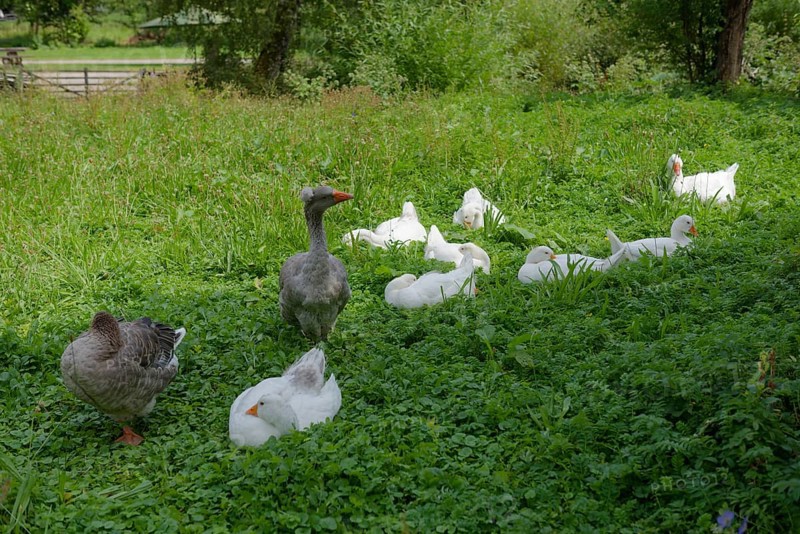 Village geese with offspring at the Hohenlohe Open-Air Museum, Wackershofen, museum village, summer, August, Swabian-Franconian Forest nature park Park, Schwäbisch Hall, Hohenlohe, Heilbronn-Franconia, Baden-Württemberg, Germany, Europe