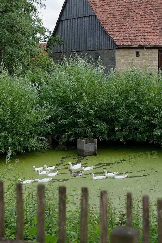 Village geese with offspring at the Hohenlohe Open-Air Museum, Wackershofen, museum village, summer, August, Swabian-Franconian Forest nature park Park, Schwäbisch Hall, Hohenlohe, Heilbronn-Franconia, Baden-Württemberg, Germany, Europe