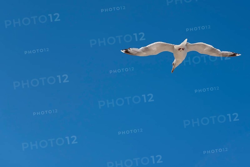 A seagull in flight in front of a clear, cloudless blue sky, Graal-Müritz, Mecklenburg-Vorpommern, Germany, Europe