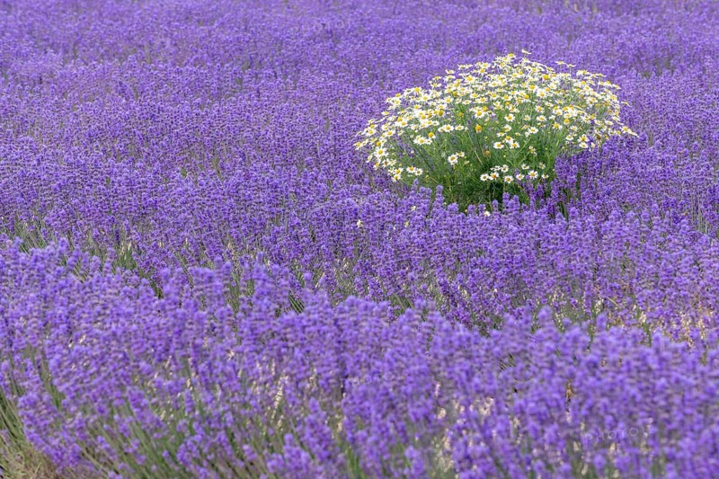 Lavender (Lavandula) listed in the inventory of intangible cultural heritage in France. Sault, Ventoux South, Carpentras, Vaucluse, Provence Alpes Cote d'Azur, France, Europe