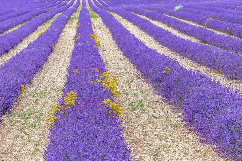 Lavender (Lavandula) listed in the inventory of intangible cultural heritage in France. Sault, Ventoux South, Carpentras, Vaucluse, Provence Alpes Cote d'Azur, France, Europe