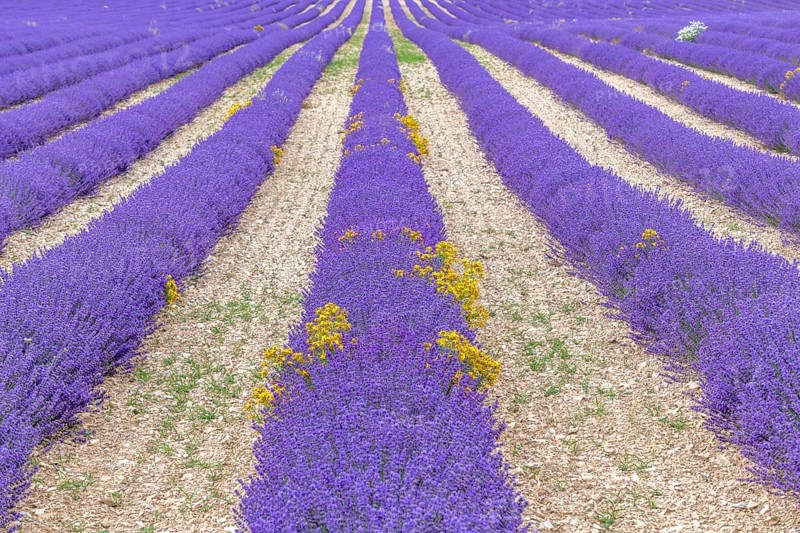Lavender (Lavandula) listed in the inventory of intangible cultural heritage in France. Sault, Ventoux South, Carpentras, Vaucluse, Provence Alpes Cote d'Azur, France, Europe