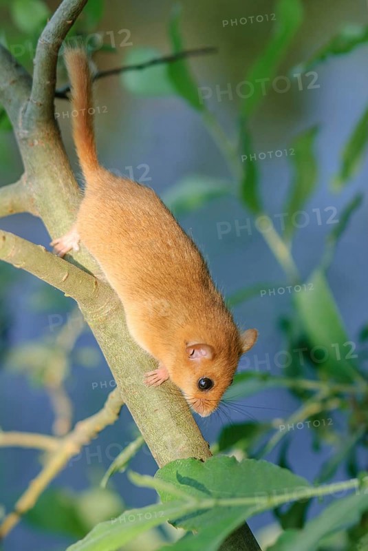 Female common dormouse (Muscardinus avellanarius) on a branch in bushy vegetation. bas rhin Alsace, grand est, France, Europe