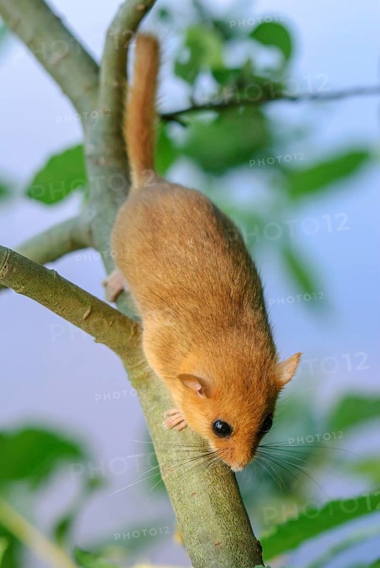 Female common dormouse (Muscardinus avellanarius) on a branch in bushy vegetation. bas rhin Alsace, grand est, France, Europe