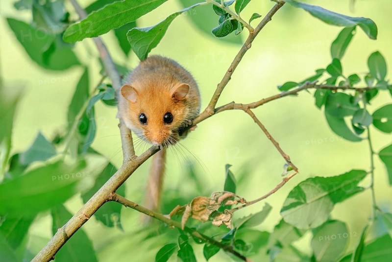 Female common dormouse (Muscardinus avellanarius) on a branch in bushy vegetation. bas rhin Alsace, grand est, France, Europe