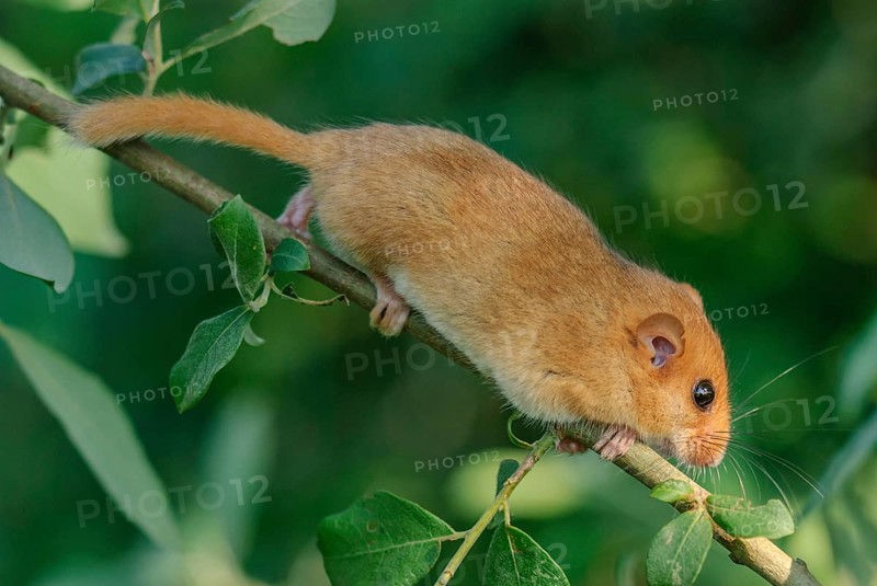 Female common dormouse (Muscardinus avellanarius) on a branch in bushy vegetation. bas rhin Alsace, grand est, France, Europe