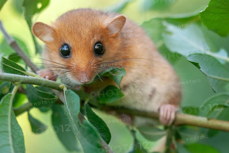 Female common dormouse (Muscardinus avellanarius) on a branch in bushy vegetation. bas rhin Alsace, grand est, France, Europe