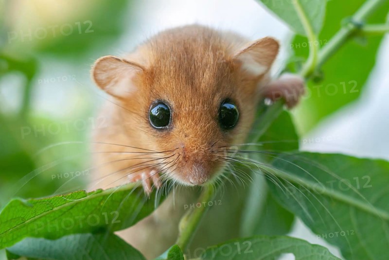 Female common dormouse (Muscardinus avellanarius) on a branch in bushy vegetation. bas rhin Alsace, grand est, France, Europe