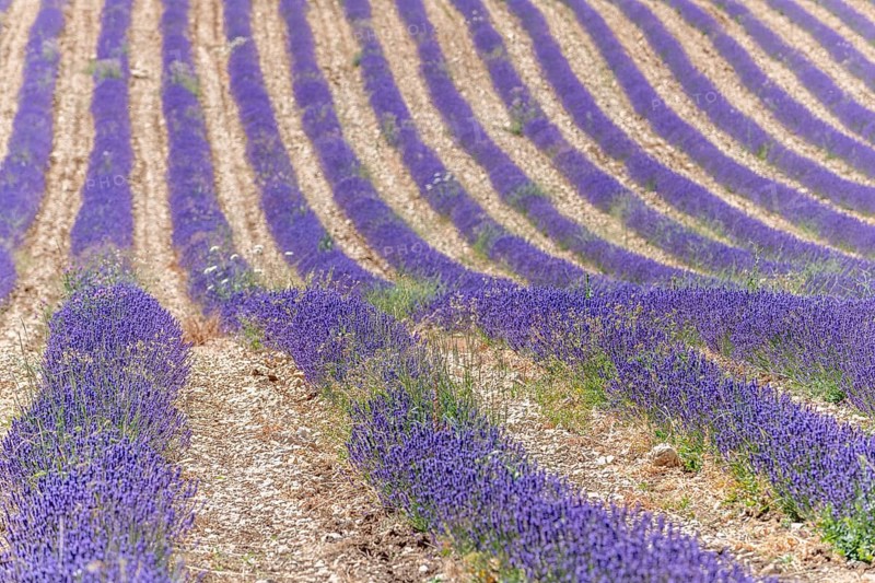 Lavender (Lavandula) listed in the inventory of intangible cultural heritage in France. Sault, Ventoux South, Carpentras, Vaucluse, Provence Alpes Cote d'Azur, France, Europe