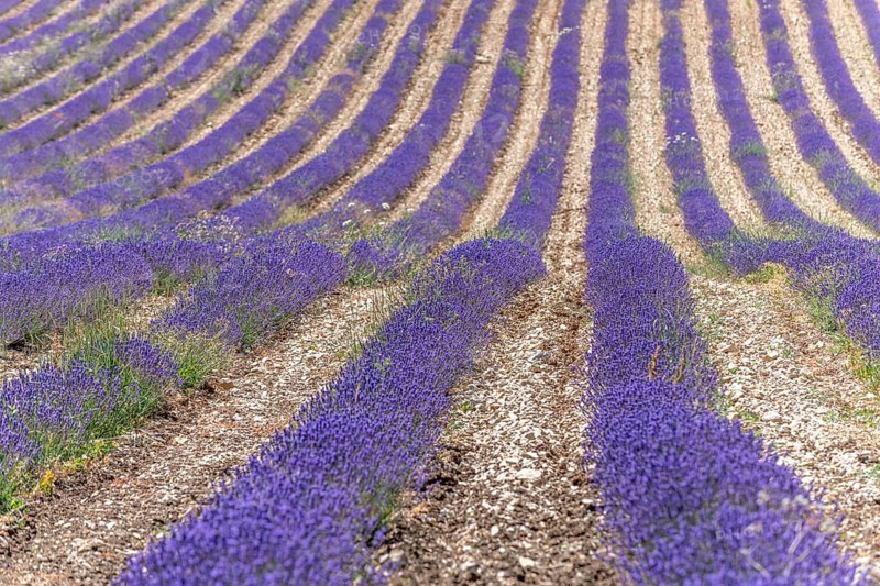 Lavender (Lavandula) listed in the inventory of intangible cultural heritage in France. Sault, Ventoux South, Carpentras, Vaucluse, Provence Alpes Cote d'Azur, France, Europe