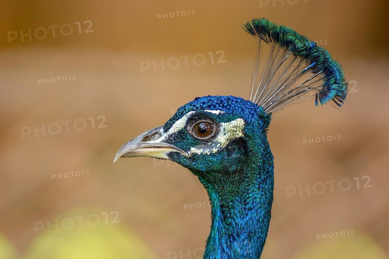 Portrait of a male blue peacock (Pavo cristatus) in a garden. Ouarzazate, Draa-Tafilalet, Morocco, Africa