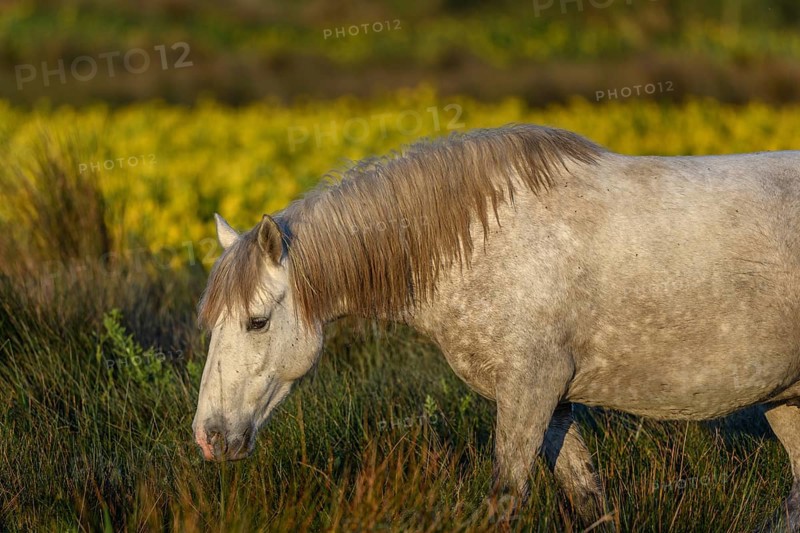 Camargue horse in a marsh filled with yellow irises. Saintes Maries de la Mer, Camargue, Arles, Bouches du Rhone, Provence Alpes Cote d'Azur, France, Europe