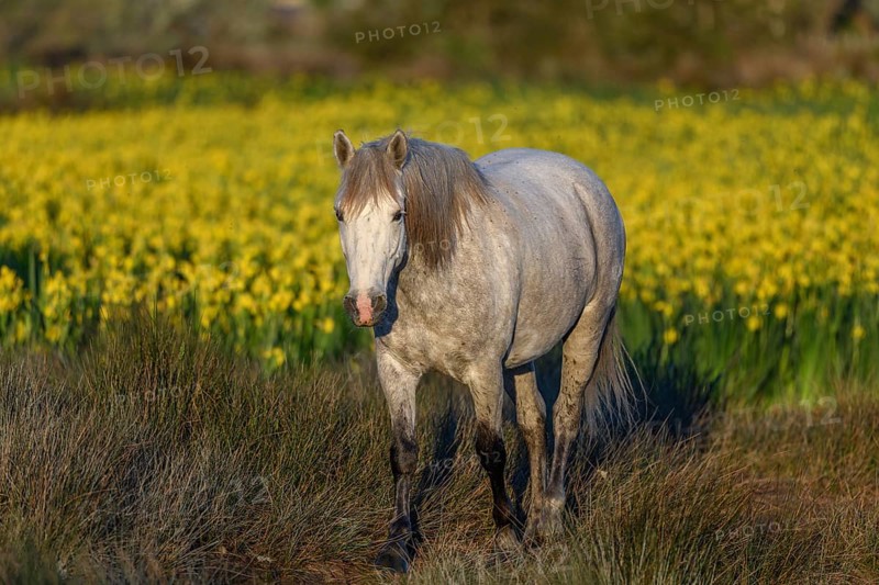 Camargue horse in a marsh filled with yellow irises. Saintes Maries de la Mer, Camargue, Arles, Bouches du Rhone, Provence Alpes Cote d'Azur, France, Europe