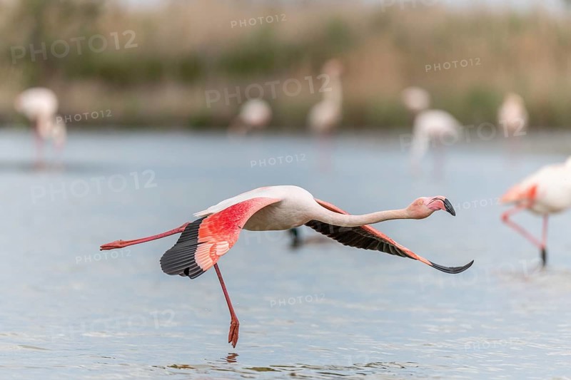 Flamingos (Phoenicopterus roseus) in flight from a pond. Saintes Maries de la Mer, Parc naturel regional de Camargue, Arles, Provence Alpes Cote d'Azur, France, Europe