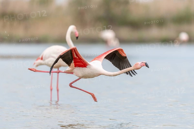 Flamingos (Phoenicopterus roseus) in flight from a pond. Saintes Maries de la Mer, Parc naturel regional de Camargue, Arles, Provence Alpes Cote d'Azur, France, Europe