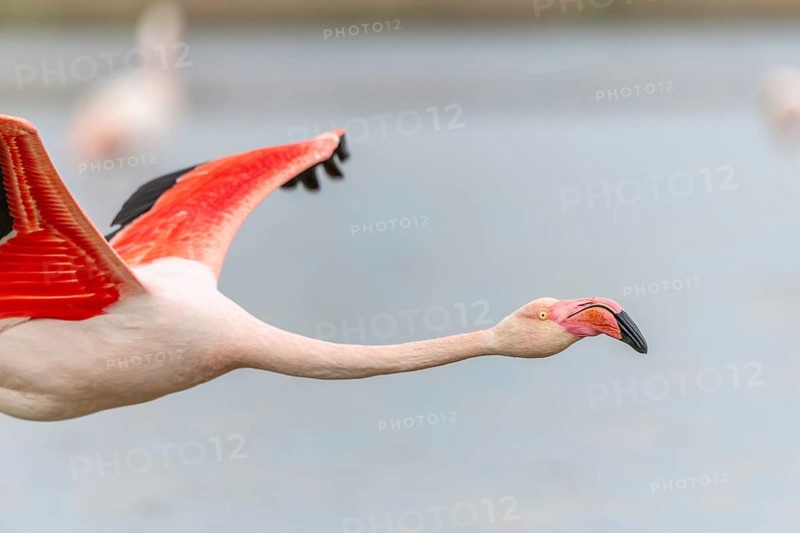Flamingos (Phoenicopterus roseus) in flight from a pond. Saintes Maries de la Mer, Parc naturel regional de Camargue, Arles, Provence Alpes Cote d'Azur, France, Europe