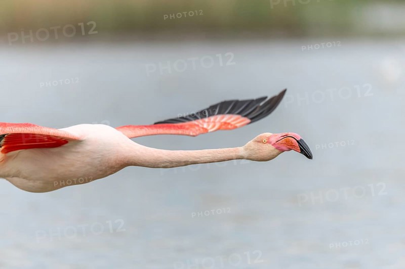 Flamingos (Phoenicopterus roseus) in flight from a pond. Saintes Maries de la Mer, Parc naturel regional de Camargue, Arles, Provence Alpes Cote d'Azur, France, Europe