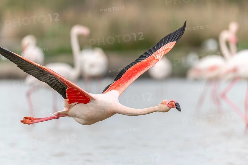 Flamingos (Phoenicopterus roseus) in flight from a pond. Saintes Maries de la Mer, Parc naturel regional de Camargue, Arles, Provence Alpes Cote d'Azur, France, Europe