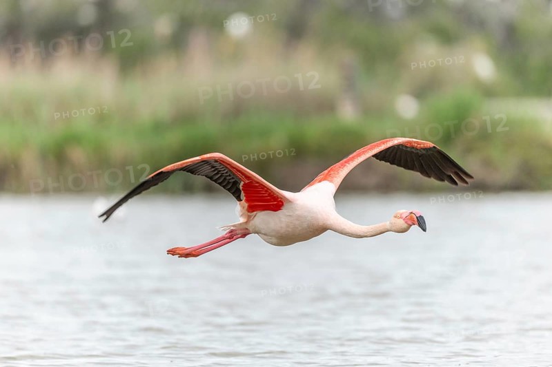 Flamingos (Phoenicopterus roseus) in flight from a pond. Saintes Maries de la Mer, Parc naturel regional de Camargue, Arles, Provence Alpes Cote d'Azur, France, Europe